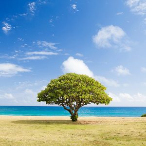 tree on the beach