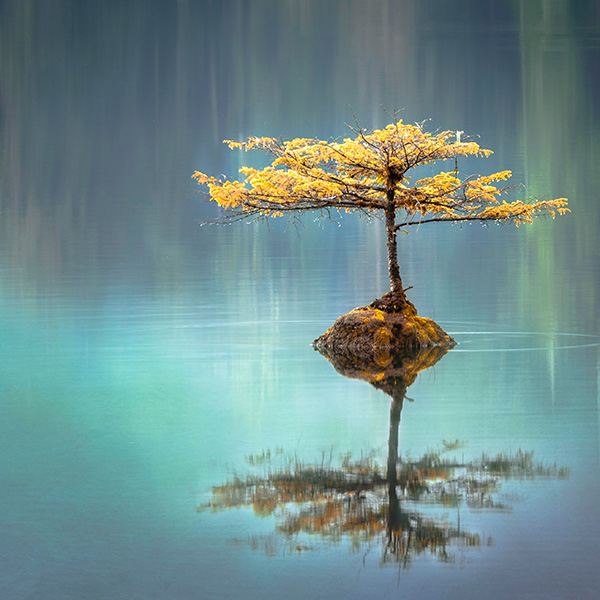 Tree in middle of Lake