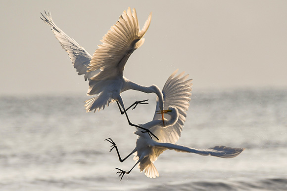 two white cranes fighting in air