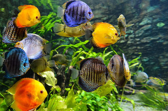 multi colored ocean fish
