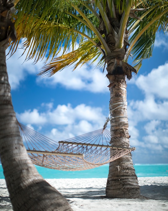 hammock beach palm trees