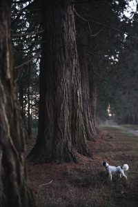 Black and White Dog Looking At Trees