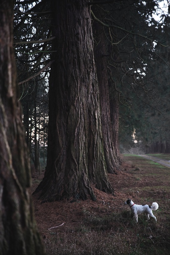 Black and White Dog Looking At Trees