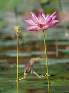 Bird Between Two Flowers