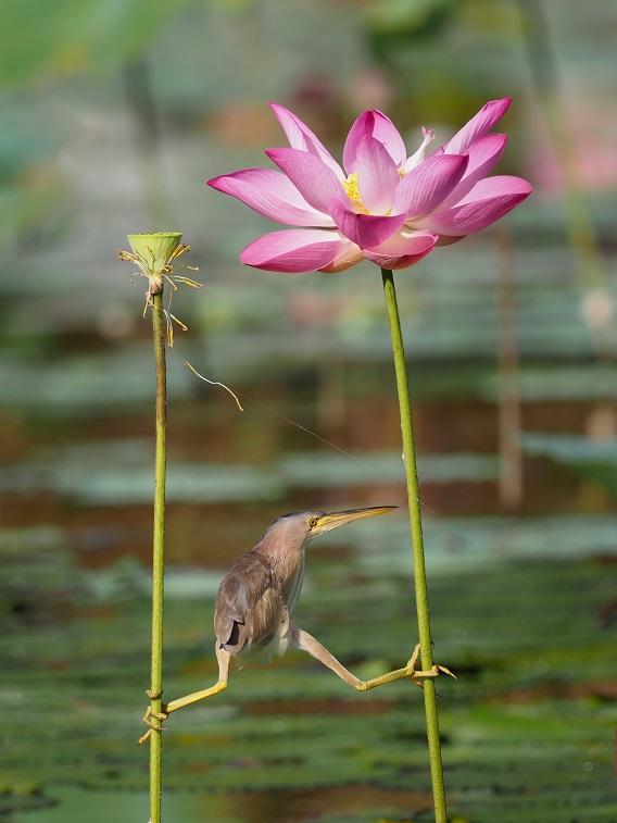 Bird Between Two Flowers