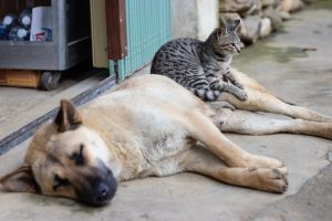 Cat Sitting On Dog