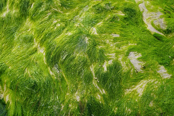 Pile of Seaweed