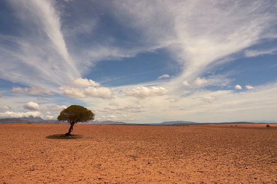 Desert Tree And Sky