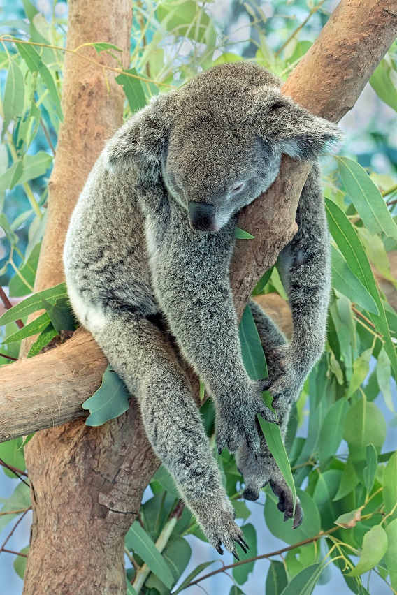 Koala Sleeping In A Tree