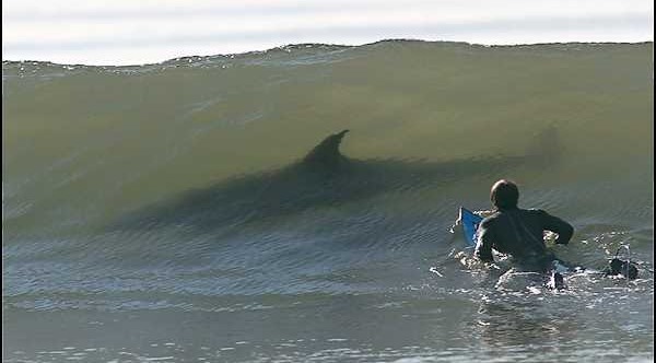 Shape of Shark in Wave Surfer Watching