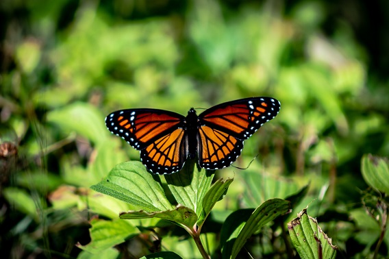 Monarch Butterfly